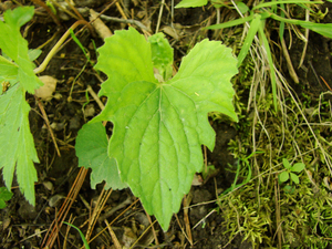 Photo By: Stephen M. Young. Photo taken: Tompkins County, NY on 10 May 2008